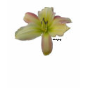 Wild Daylily t-shirts