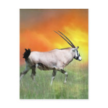 Wild deer at sunset postcards