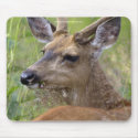Wild Deer Buck Animal Wildlife Photo mousepads