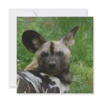 Wild Dog Invitations