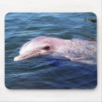 Wild Dophin