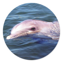 Wild Dophin