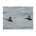 Wild ducks postcards