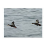 Wild ducks postcards