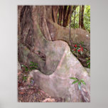 Wild Fig Tree Roots posters