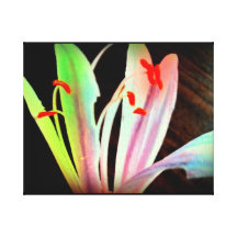 Wild Flower Canvas Print
