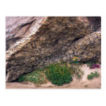 Wild flowers, Baffin Island, Canada Postcards