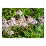 Wild Flowers cards