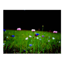 Wild Flowers have arrived Post Card