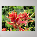Wild Flowers I posters