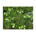 Wild Flowers II postcards