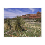 Wild flowers on Boynton Pass Road, near Sedona, Ar Postcards