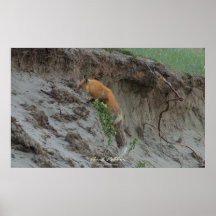 Wild Fox Stealing Eggs Wildlife Art Poster