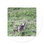 wild fox stickers