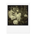 Wild Garlic. postcards