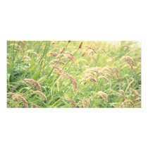 Wild gramineous personalized photo card