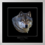 Wild Grey Wolf Art Poster