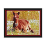 Wild Horse Foal postcards