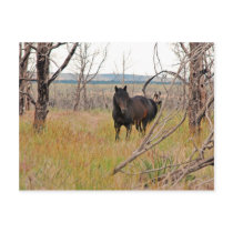 wild horse in Mesa Verde Post Cards