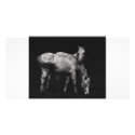 wild horse photo cards