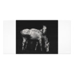 wild horse photo cards