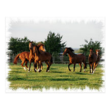 Wild Horse Roundup Postcard