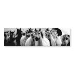 Wild Horses bumper stickers