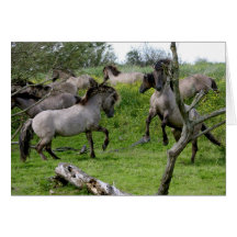 wild horses card
