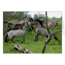 wild horses cards