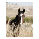 Wild horses in South Dakota Postcards