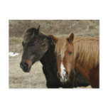 Wild Horses on Unalaska Island postcards