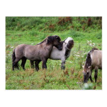 wild horses postcard