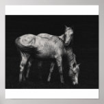 wild horses posters