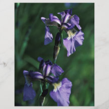 Wild Iris Flyer