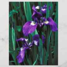 Wild Iris Flyer Design