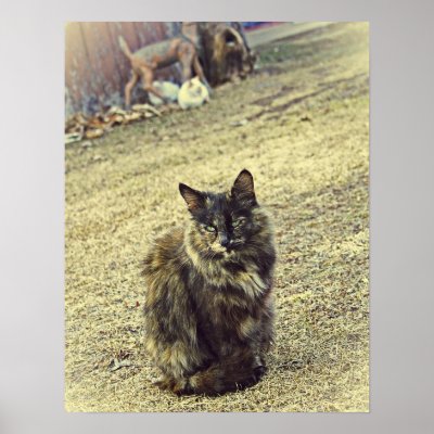 Wild kitty with her two kittens in background Posters