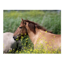 wild konik horse postcard