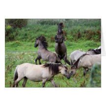 wild konik horses greeting card