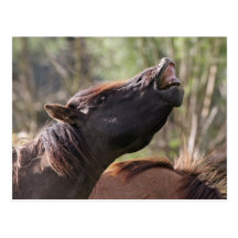 wild konik stallion postcard
