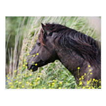 wild konik stallion postcard