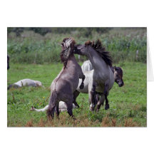 wild konik stallions greeting cards