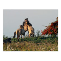 wild konik stallions postcards