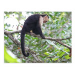 Wild Monkey Picture Post Card