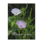 Wild Morning Glory Thank You Postcard