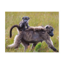 Wild Mother and Baby Baboons, South Africa Postcards