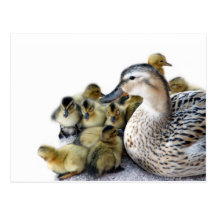 Wild Mother Duck and Ducklings Postcard