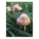 Wild Mushrooms Postcard