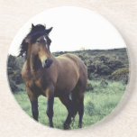 Wild Mustang Coaster