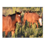 Wild Mustang Horses Post Cards