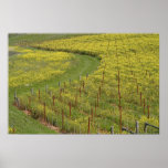 Wild mustard carpets a Sonoma vineyard Poster